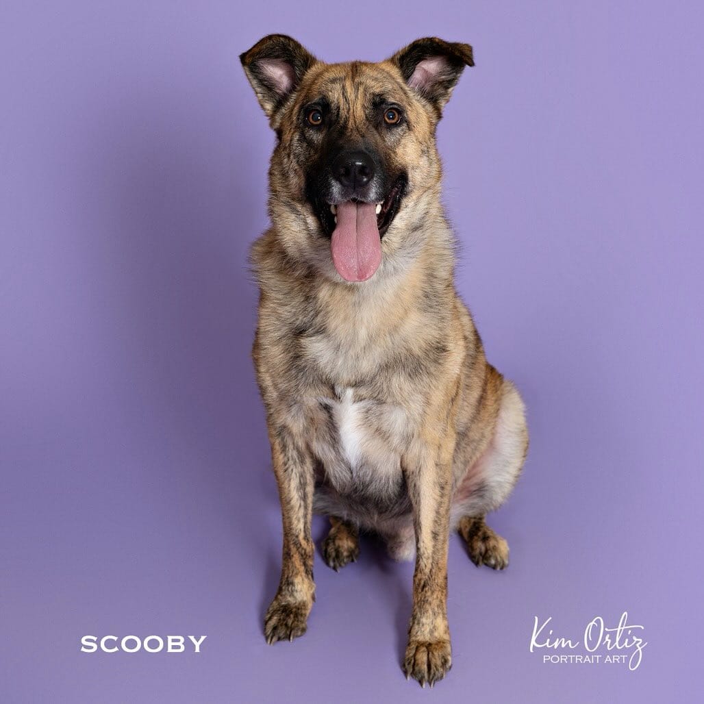 Post 9 by PAWS Shelter of Central Texas on Instagram (image)