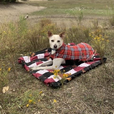 Post 5 by PAWS Shelter of Central Texas on Instagram (carousel)