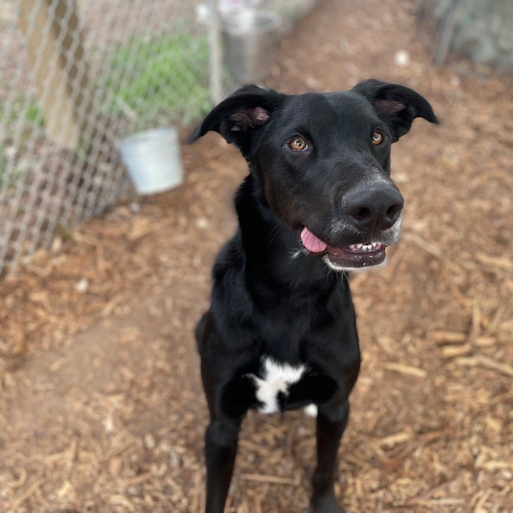 Post 10 by PAWS Shelter of Central Texas on Instagram (carousel)