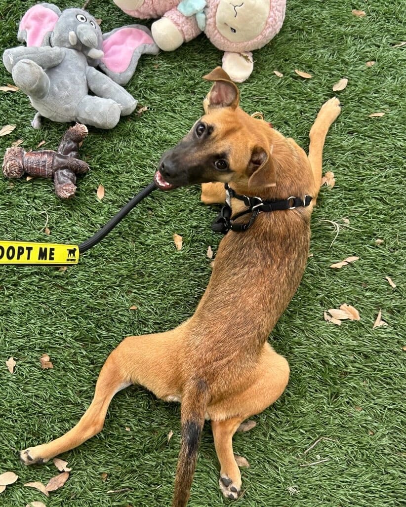 Post 6 by PAWS Shelter of Central Texas on Instagram (carousel)
