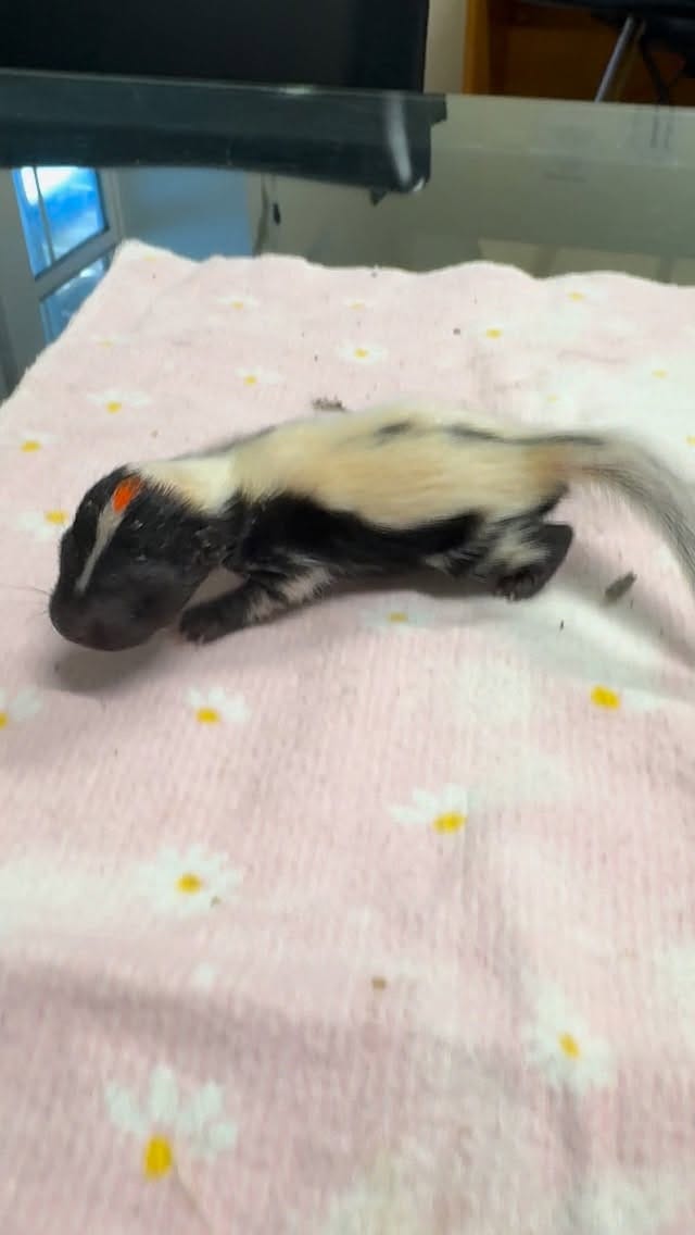 Post 7 by Austin Wildlife Rescue on Instagram (video)