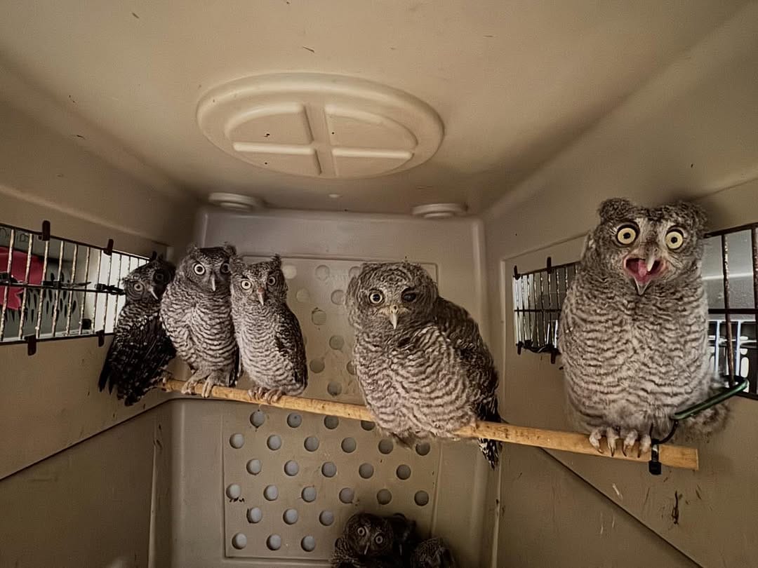 Post 3 by Austin Wildlife Rescue on Instagram (image)