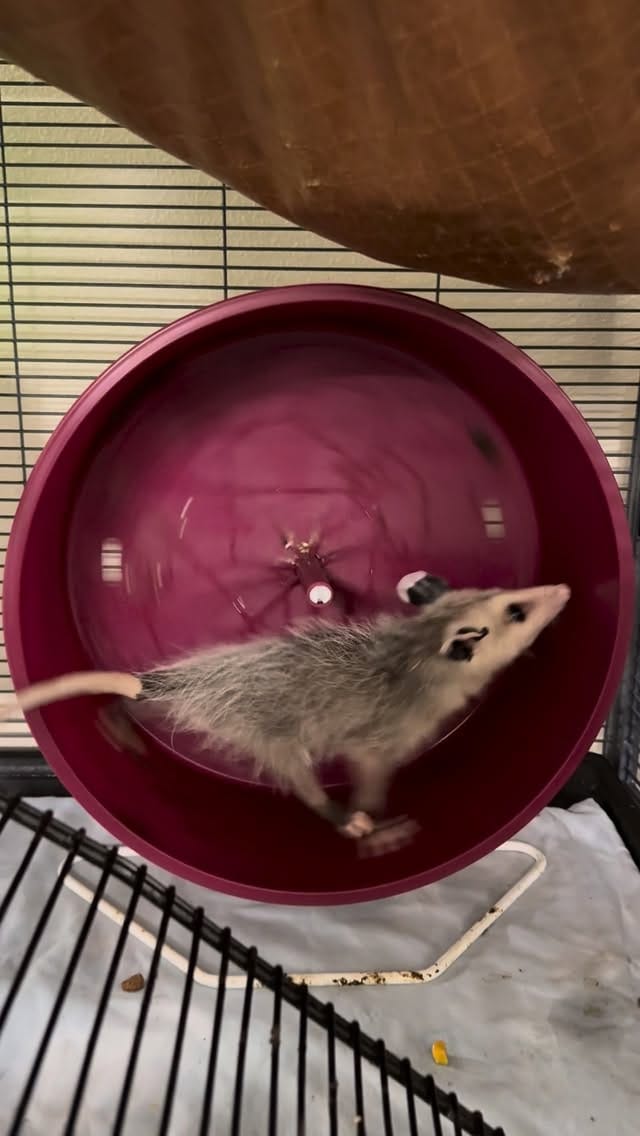 Post 4 by Austin Wildlife Rescue on Instagram (video)