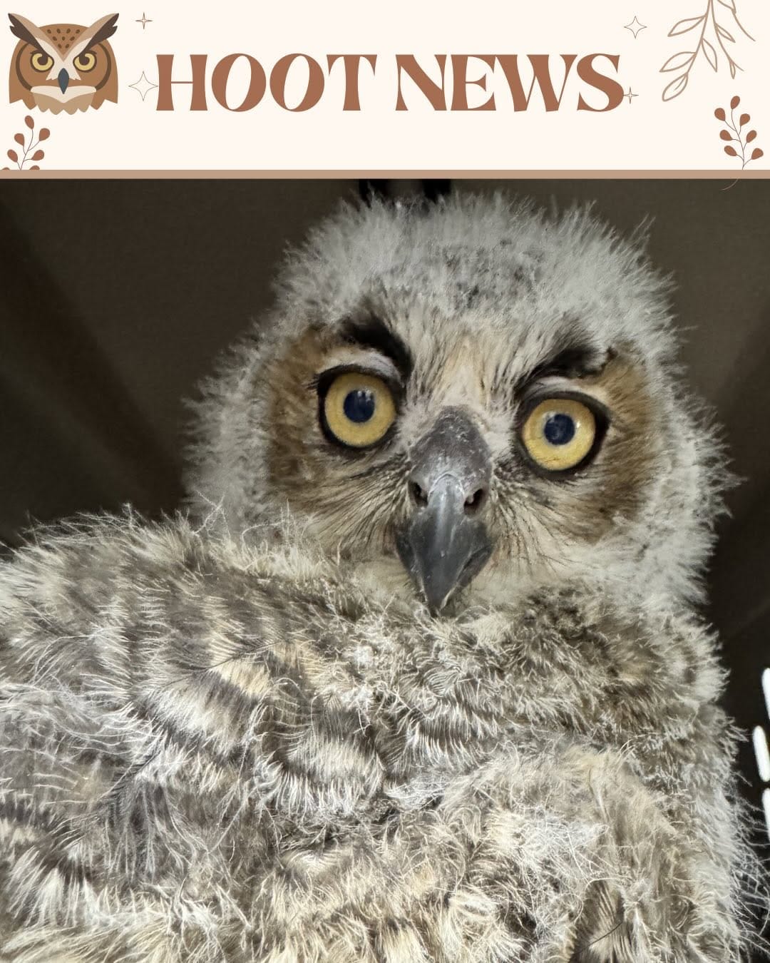Post 2 by Austin Wildlife Rescue on Instagram (carousel)