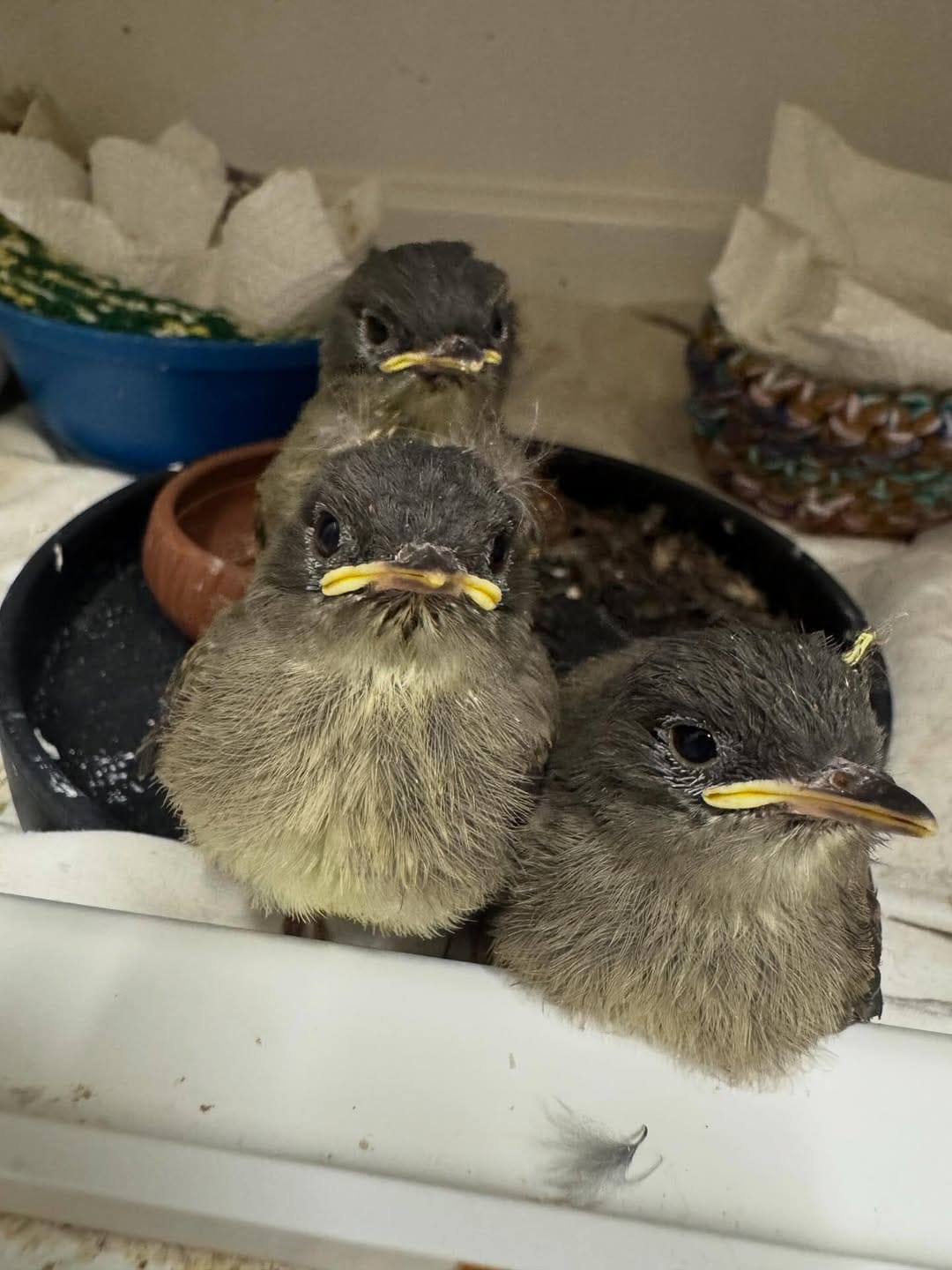 Post 10 by Austin Wildlife Rescue on Instagram (carousel)