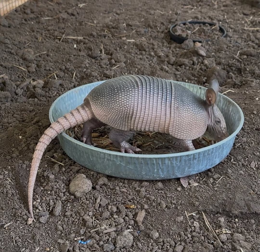 Post 5 by Austin Wildlife Rescue on Instagram (carousel)