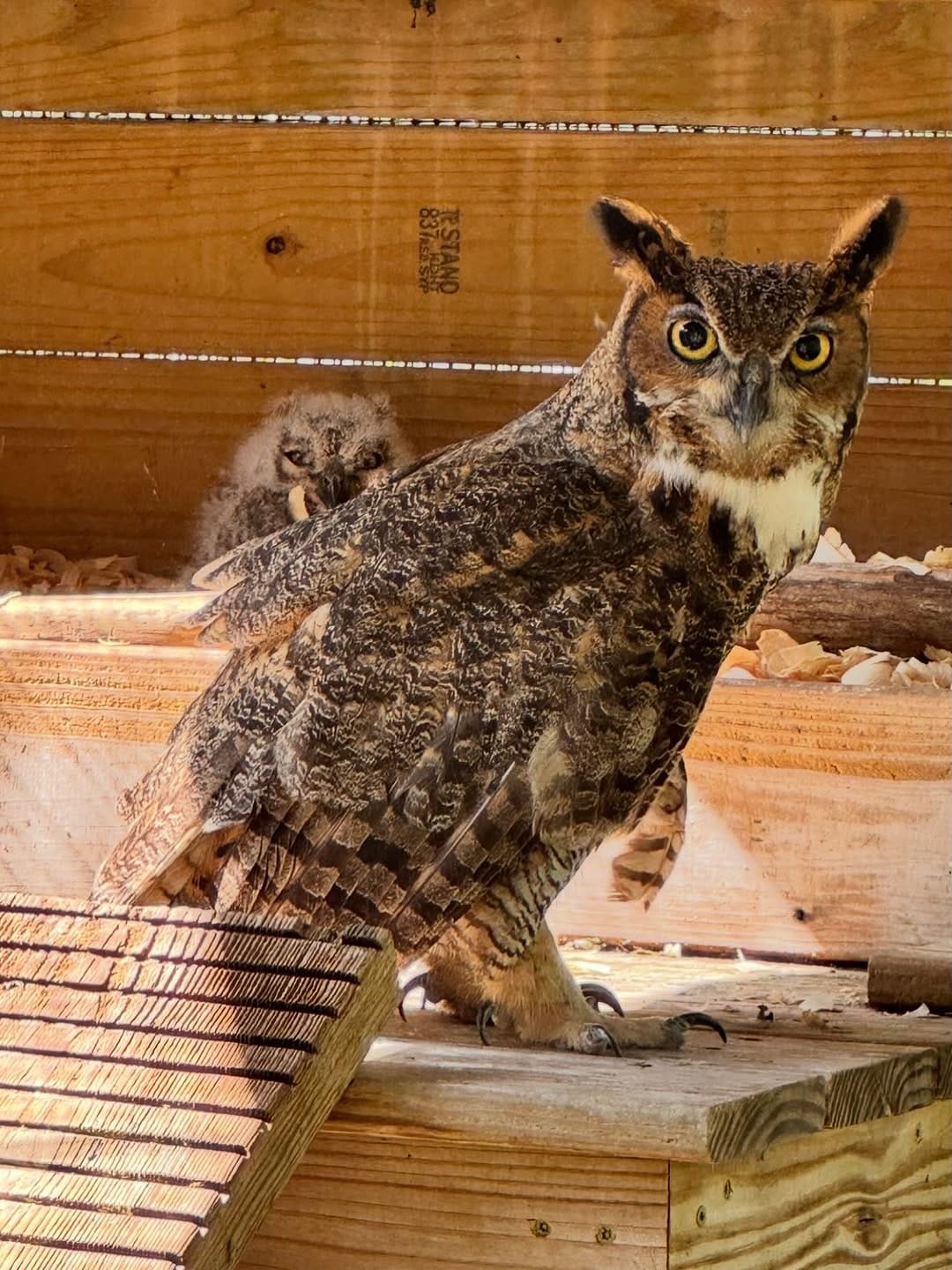 Post 9 by Austin Wildlife Rescue on Instagram (carousel)