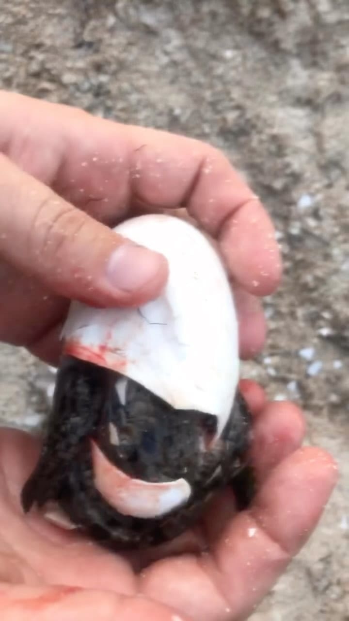 Post 10 by Jabari’s Safari on Instagram (video)
