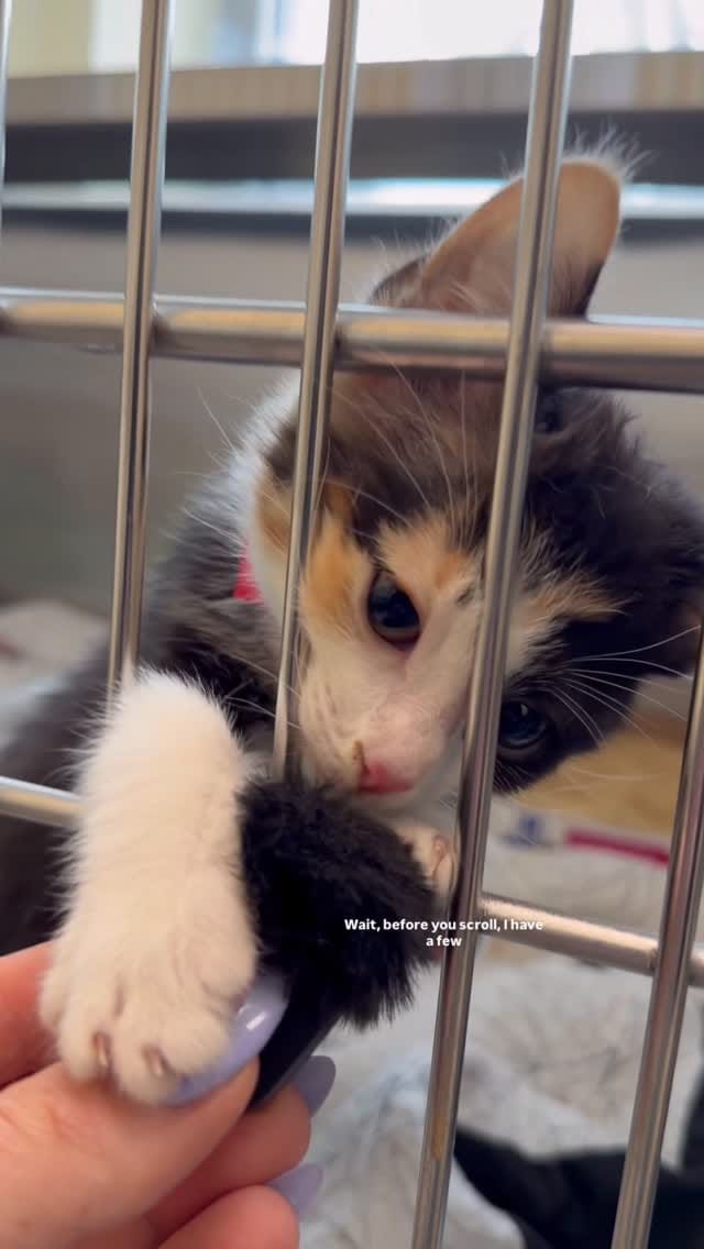 Post 9 by Michigan Humane on Instagram (video)