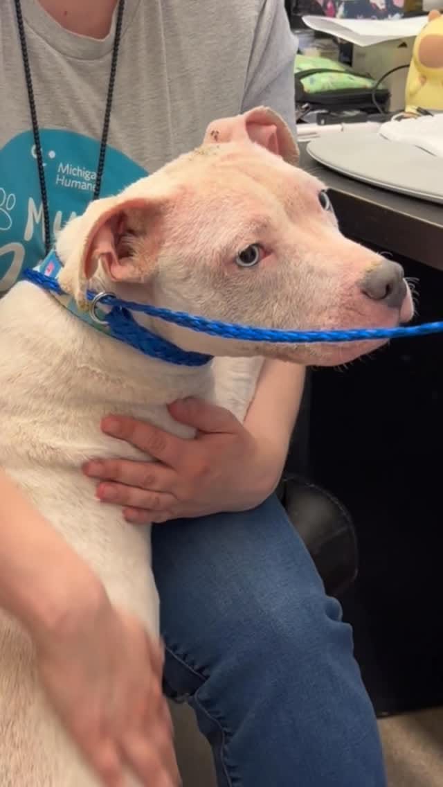 Post 7 by Michigan Humane on Instagram (video)