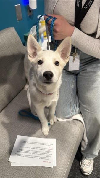 Post 3 by Michigan Humane on Instagram (video)