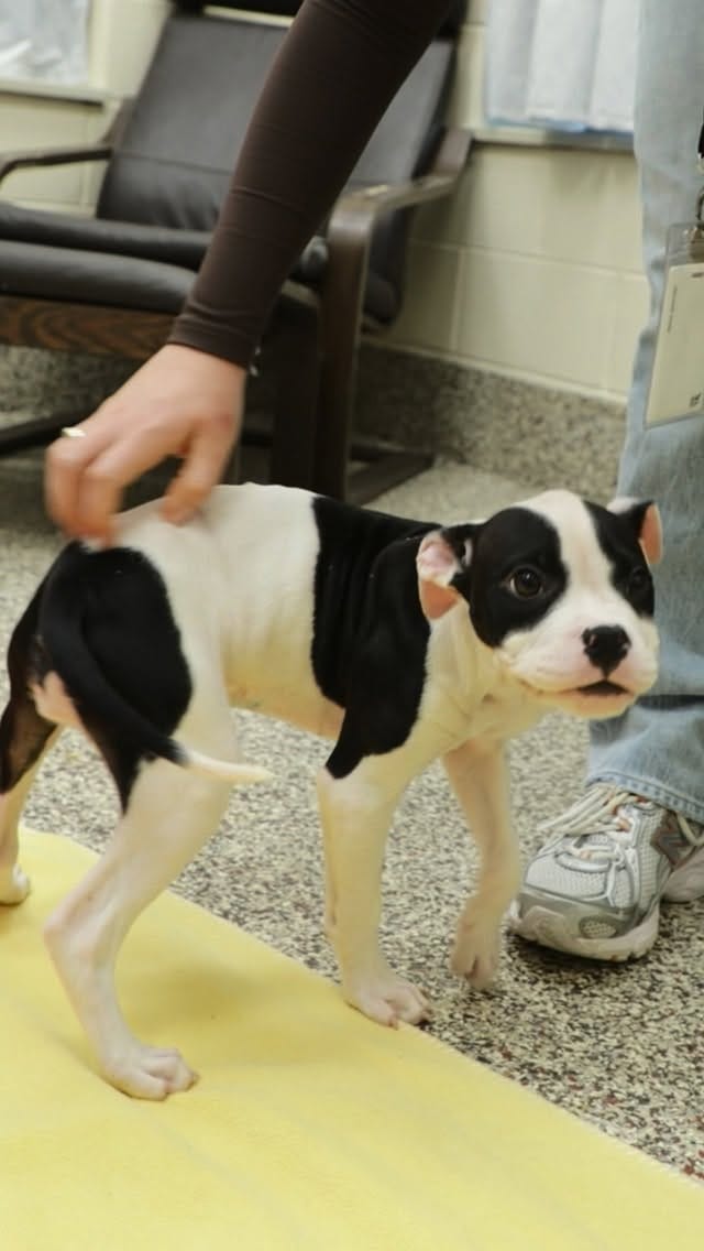 Post 2 by Michigan Humane on Instagram (video)