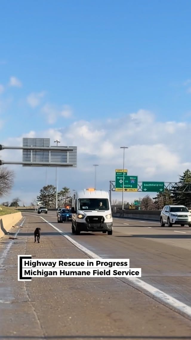 Post 10 by Michigan Humane on Instagram (video)