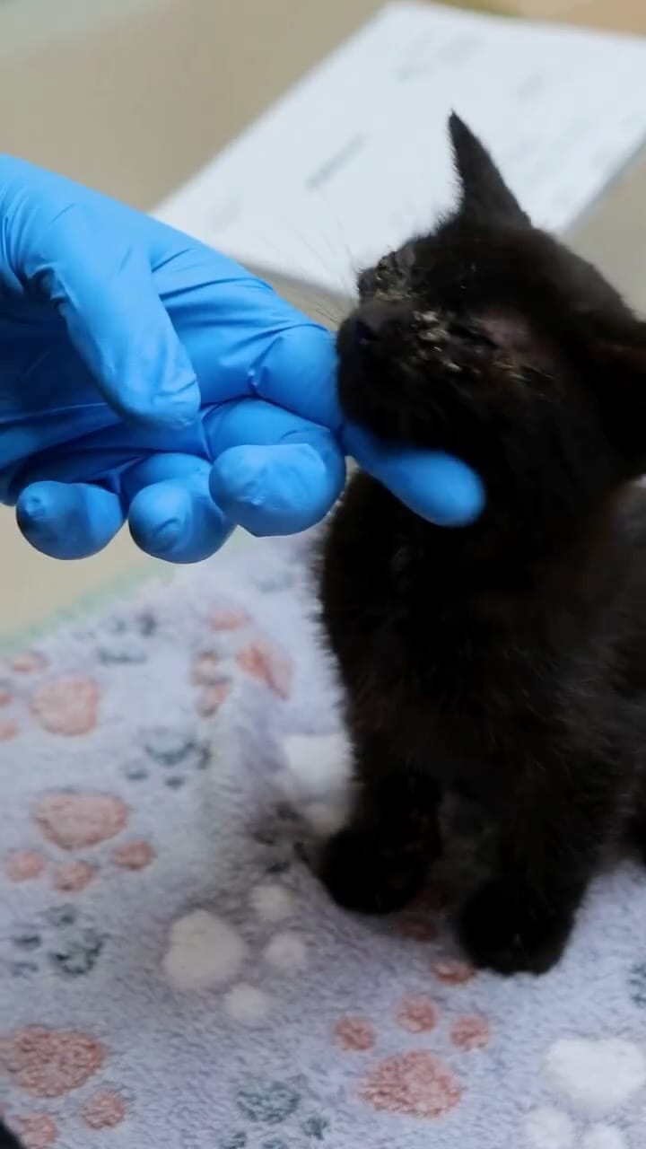 Post 5 by Michigan Humane on Instagram (video)