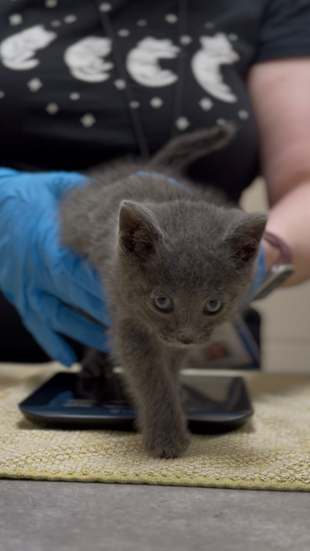 Post 6 by Michigan Humane on Instagram (video)