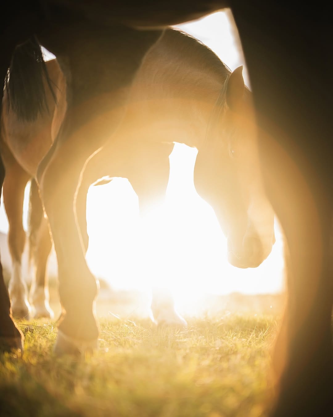 Post 9 by Western Lifestyle Photography on Instagram (image)