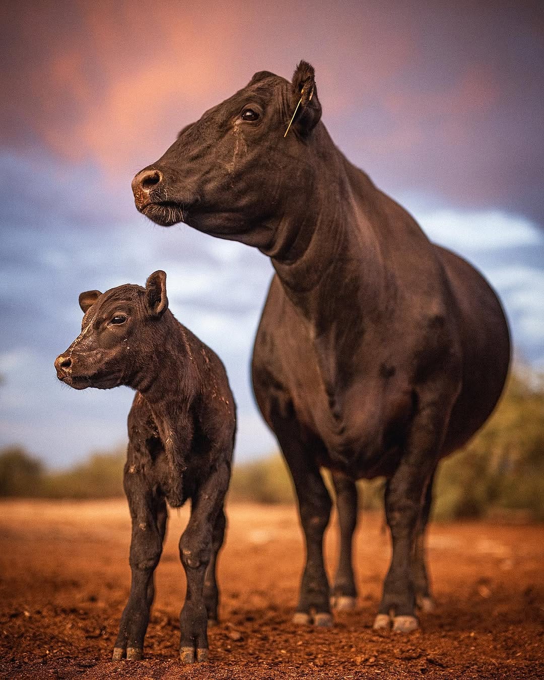 Post 10 by Western Lifestyle Photography on Instagram (image)