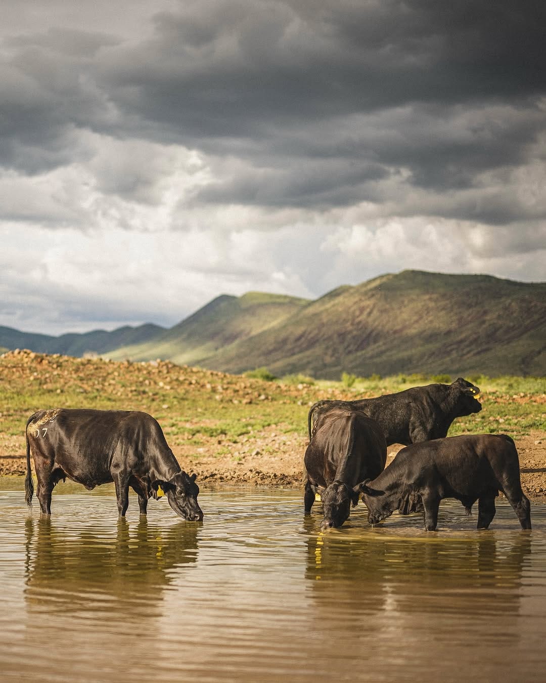 Post 6 by Western Lifestyle Photography on Instagram (image)
