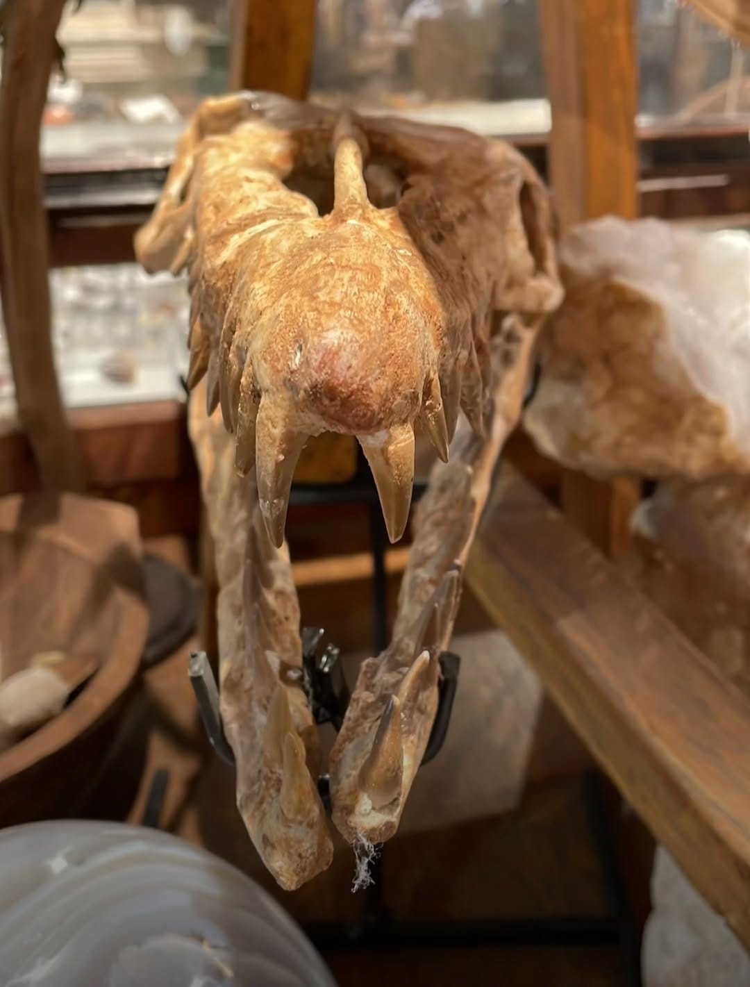 Post 2 by Bethany Burke Franklin: Paleontologist on Instagram (image)
