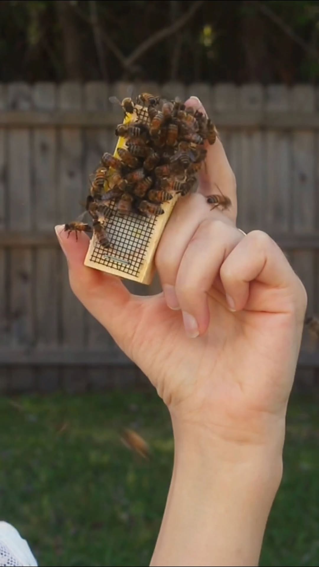 Post 4 by McKAY Opeifa | Apitherapist | Master Beekeeper on Instagram (video)