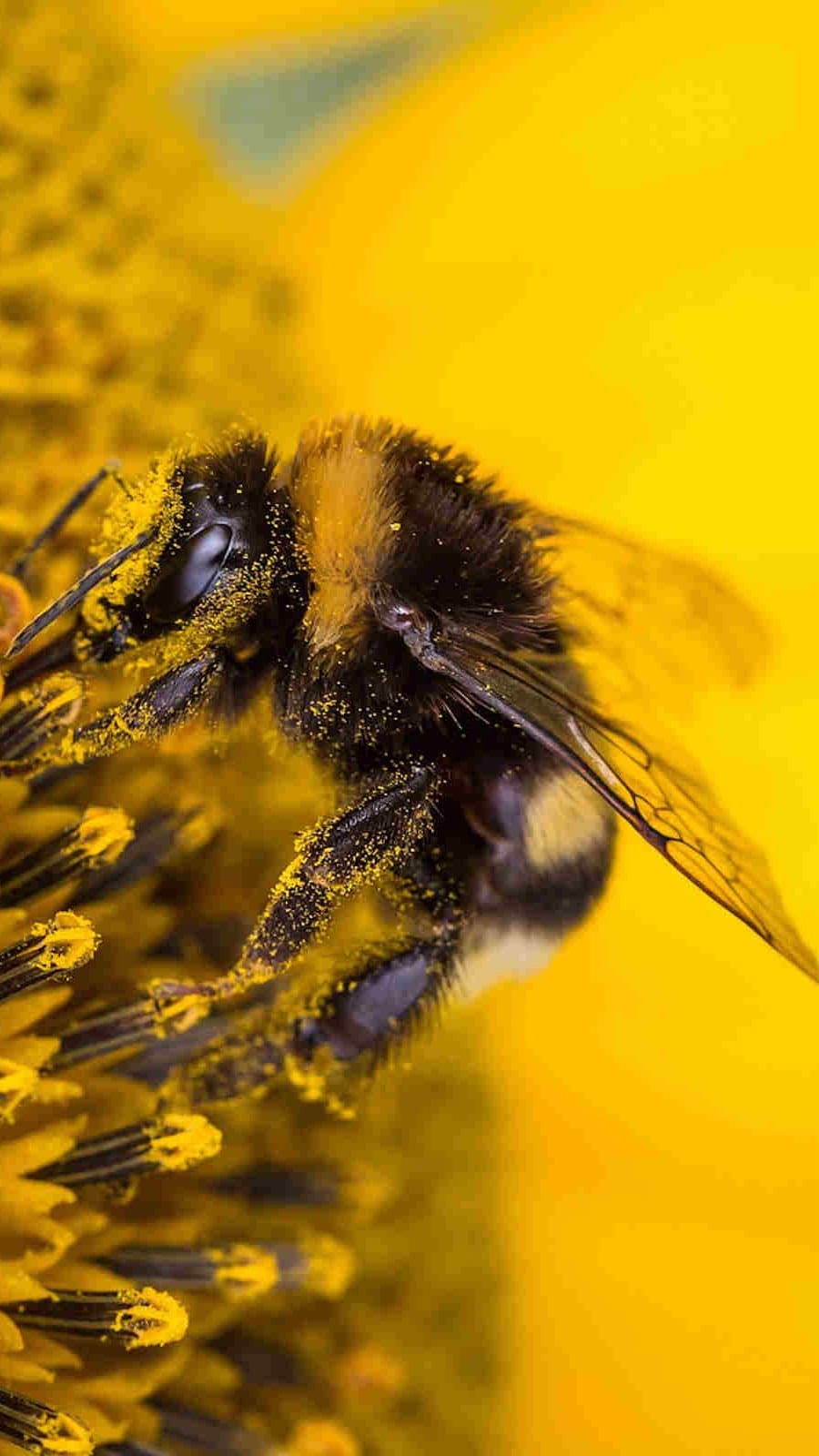 Post 6 by McKAY Opeifa | Apitherapist | Master Beekeeper on Instagram (video)