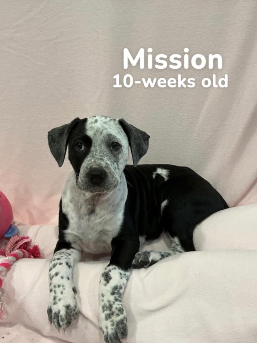 Post 5 by Wags Rescue And Referral on Instagram (carousel)