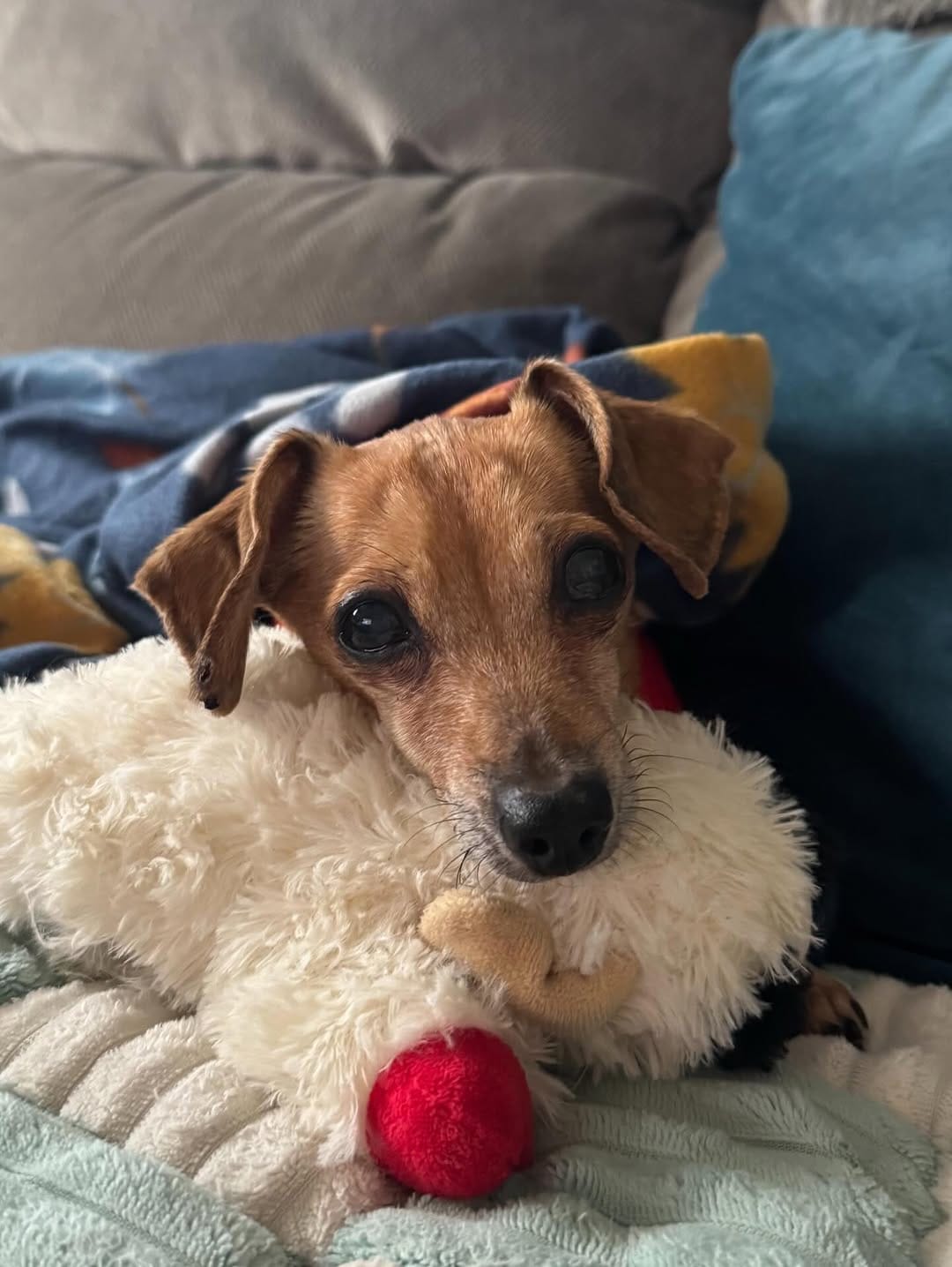 Post 8 by Wags Rescue And Referral on Instagram (carousel)