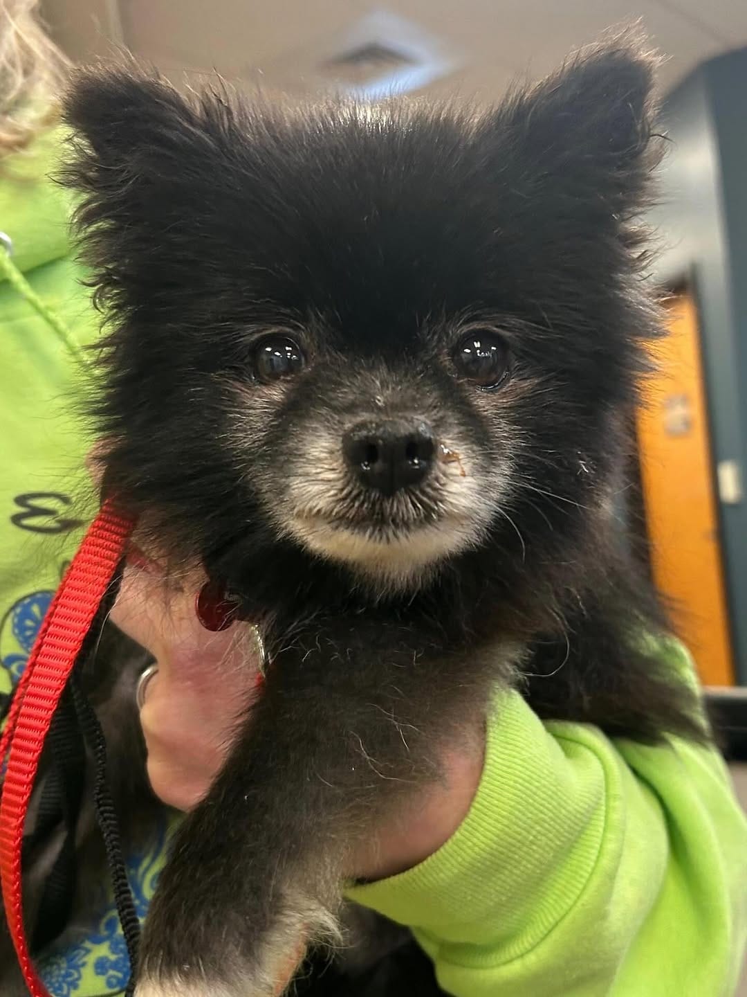 Post 10 by Wags Rescue And Referral on Instagram (image)