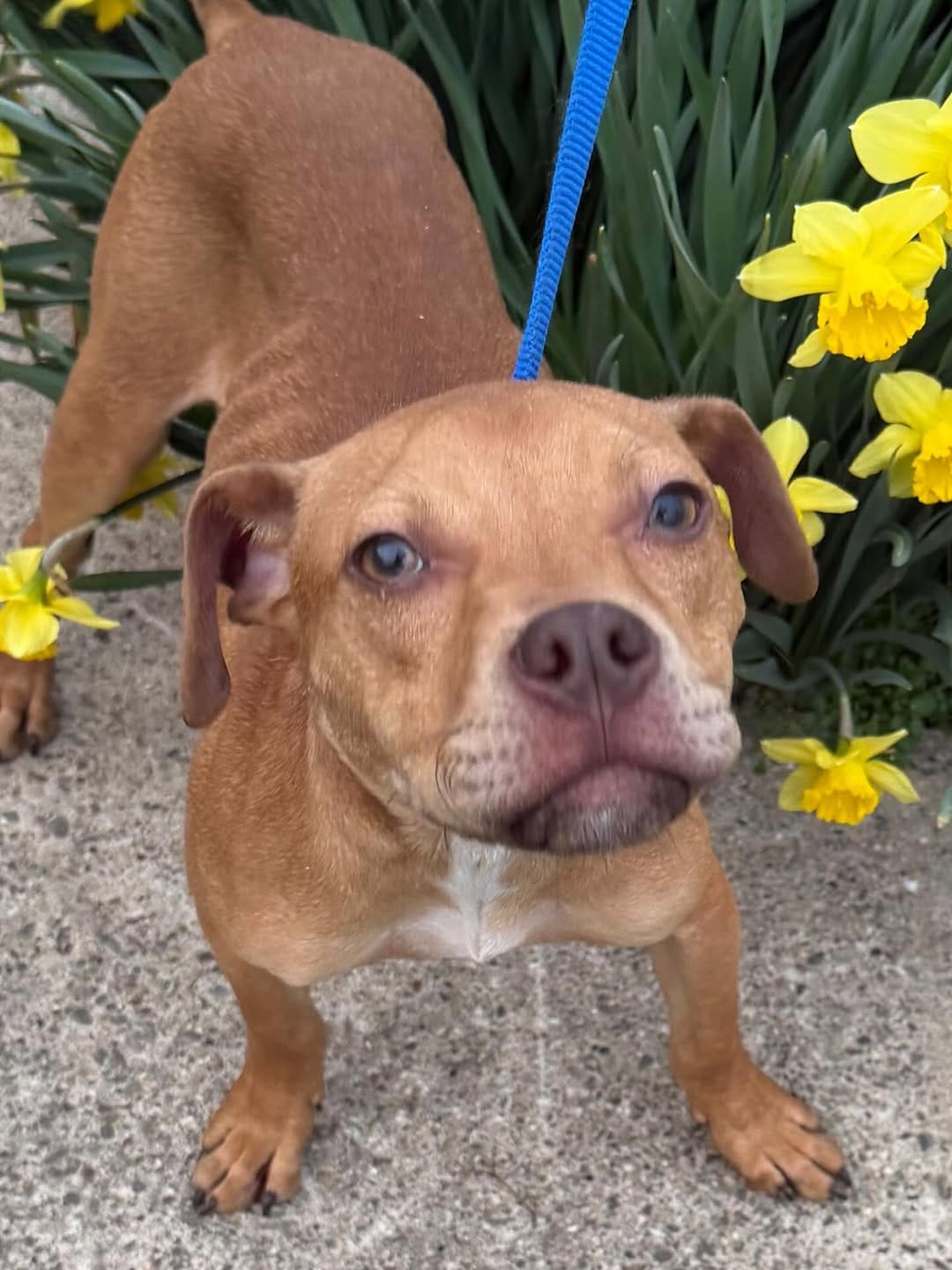 Post 9 by Wags Rescue And Referral on Instagram (carousel)