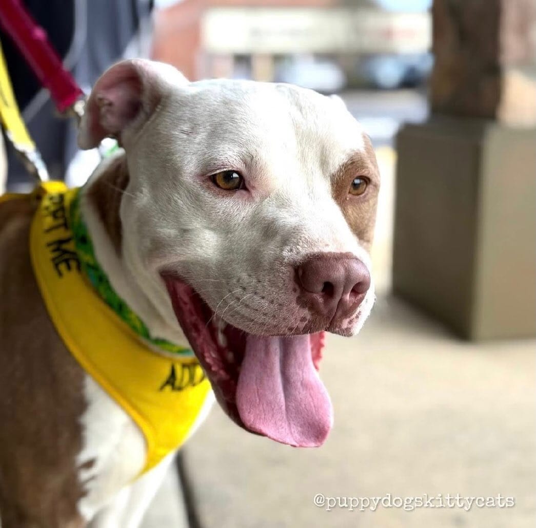 Post 7 by Wags Rescue And Referral on Instagram (carousel)