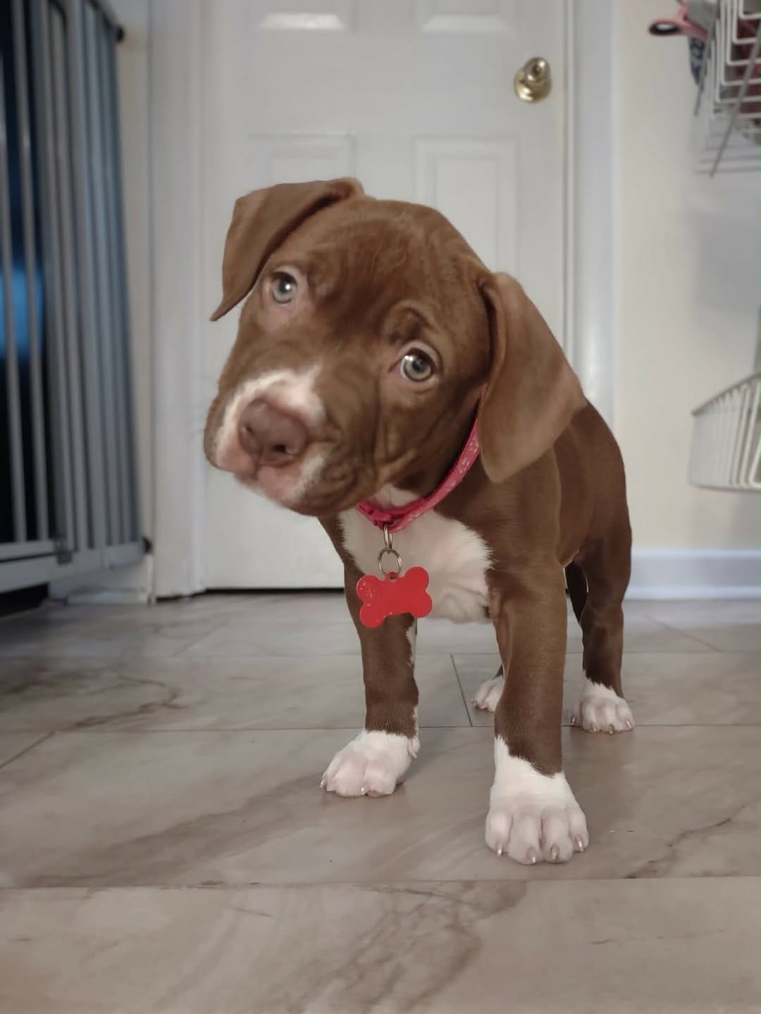 Post 2 by Wags Rescue And Referral on Instagram (carousel)