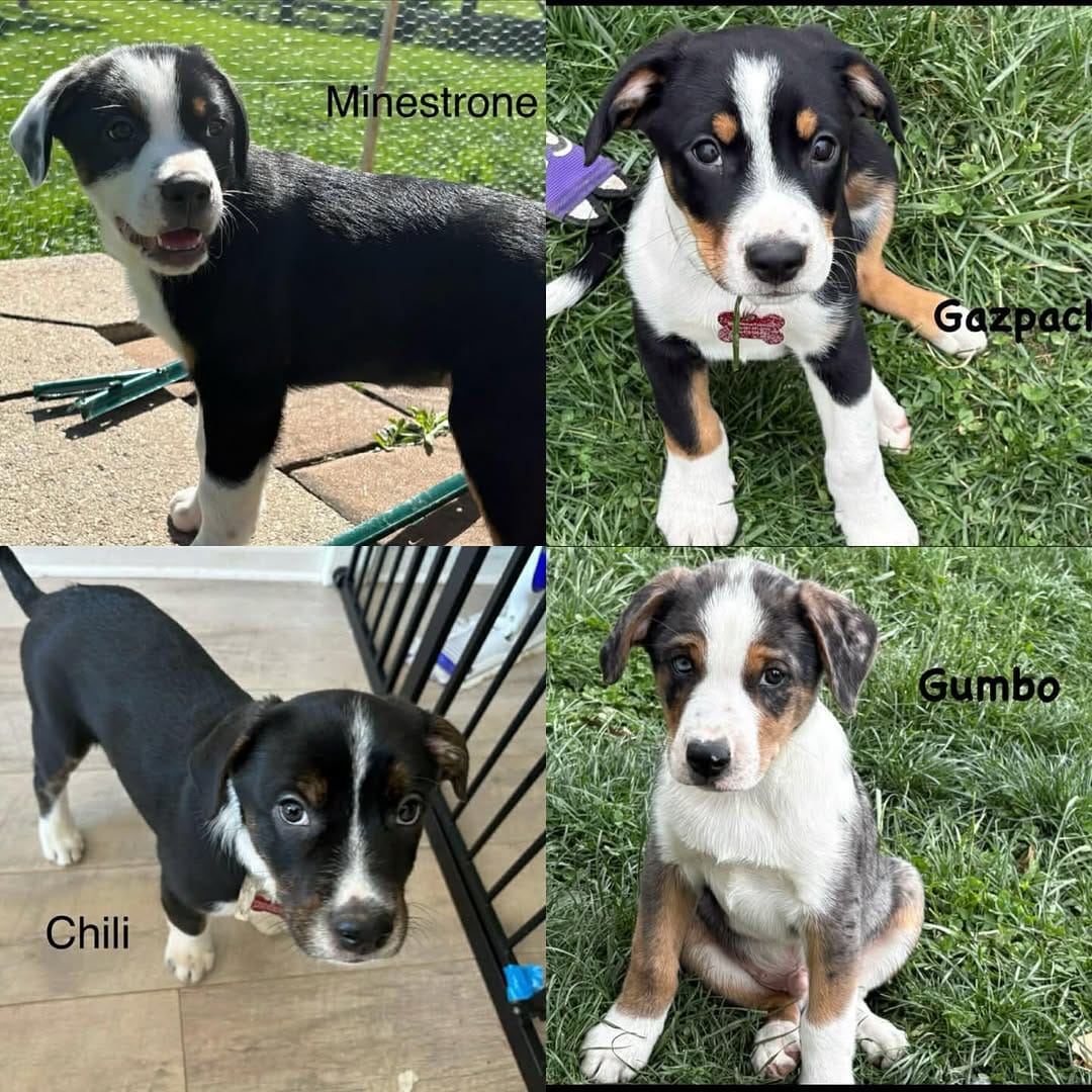 Post 6 by Wags Rescue And Referral on Instagram (carousel)