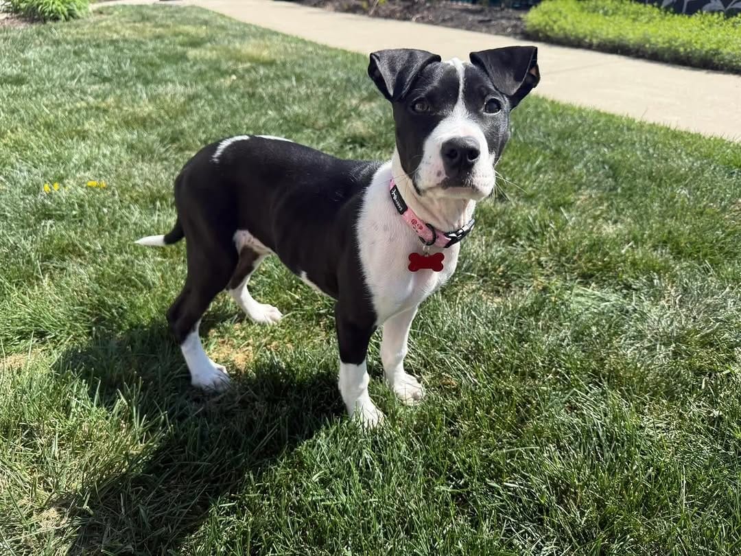 Post 4 by Wags Rescue And Referral on Instagram (carousel)