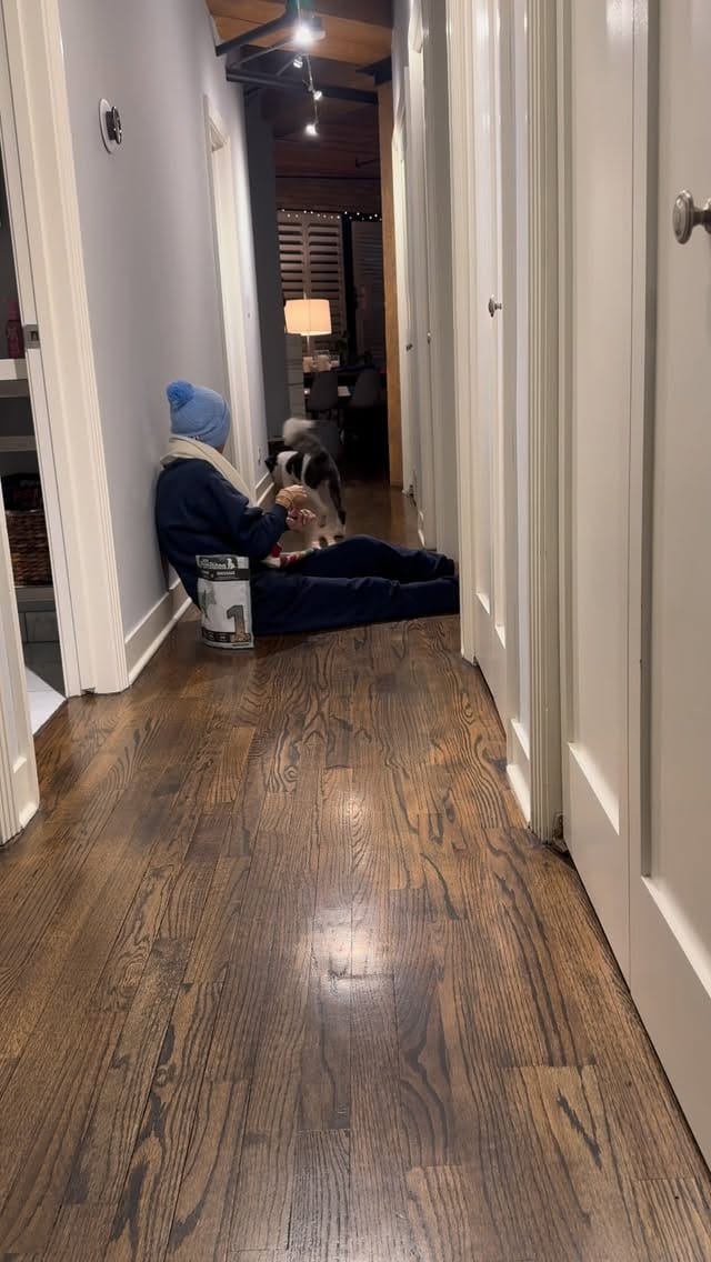 Post 1 by Mabel | Mini Sheepadoodle on Instagram (video)