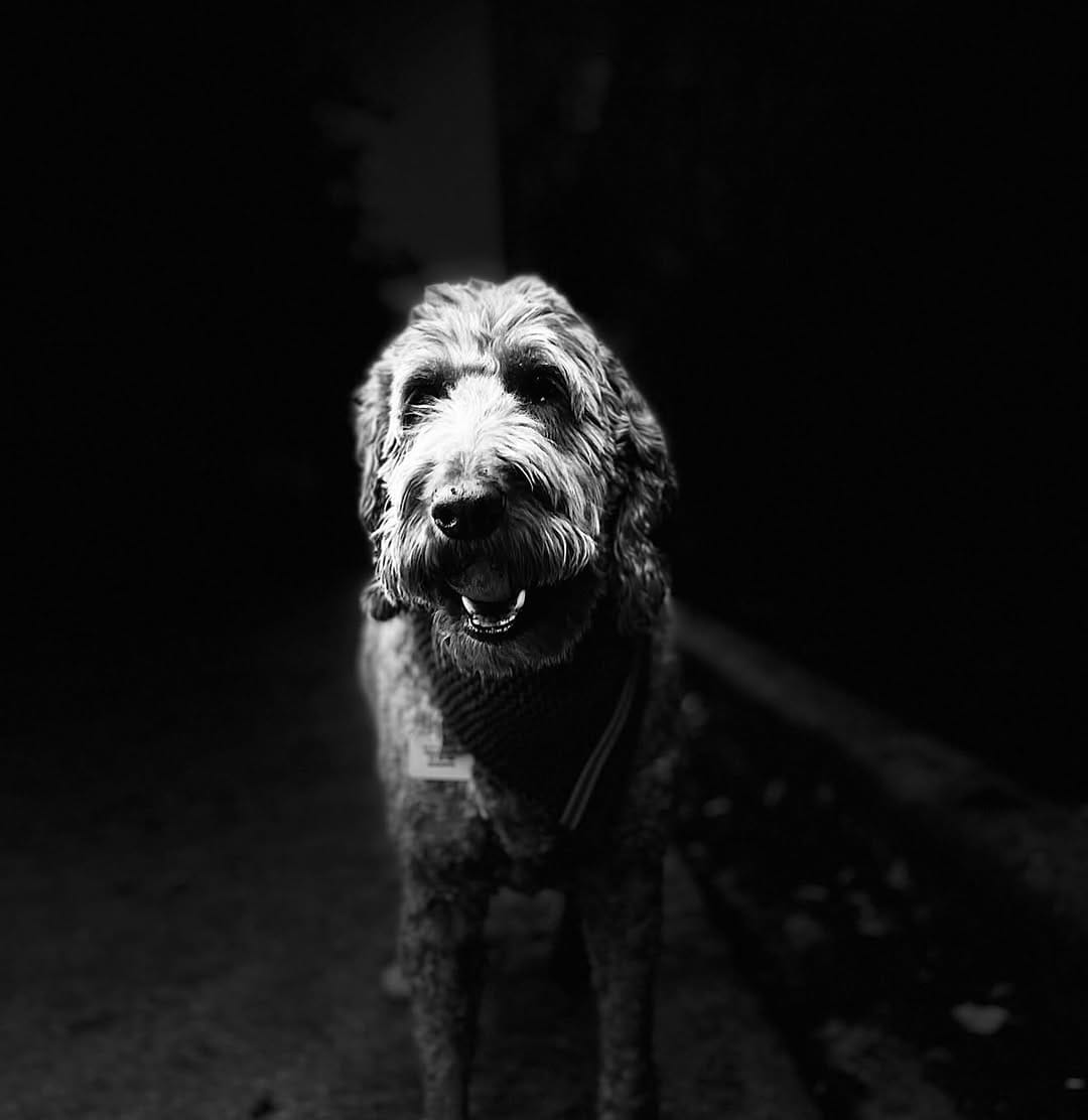 Post 10 by Mabel | Mini Sheepadoodle on Instagram (carousel)