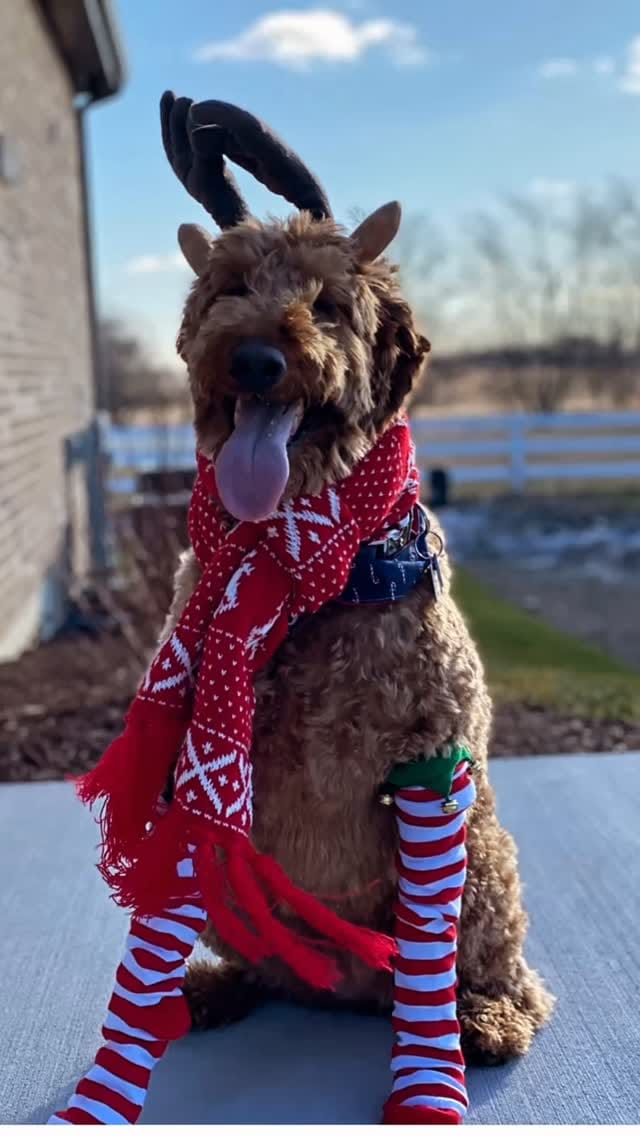 Post 4 by Mabel | Mini Sheepadoodle on Instagram (video)