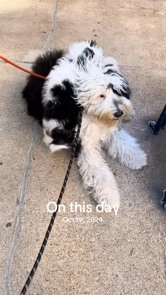 Post 7 by Mabel | Mini Sheepadoodle on Instagram (video)