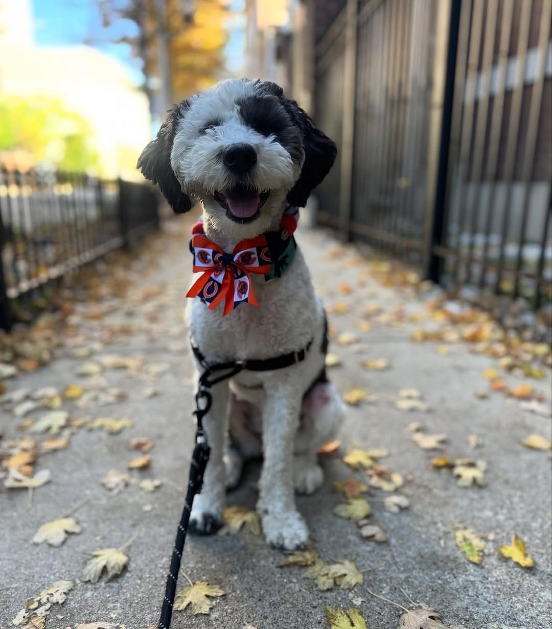 Post 6 by Mabel | Mini Sheepadoodle on Instagram (image)