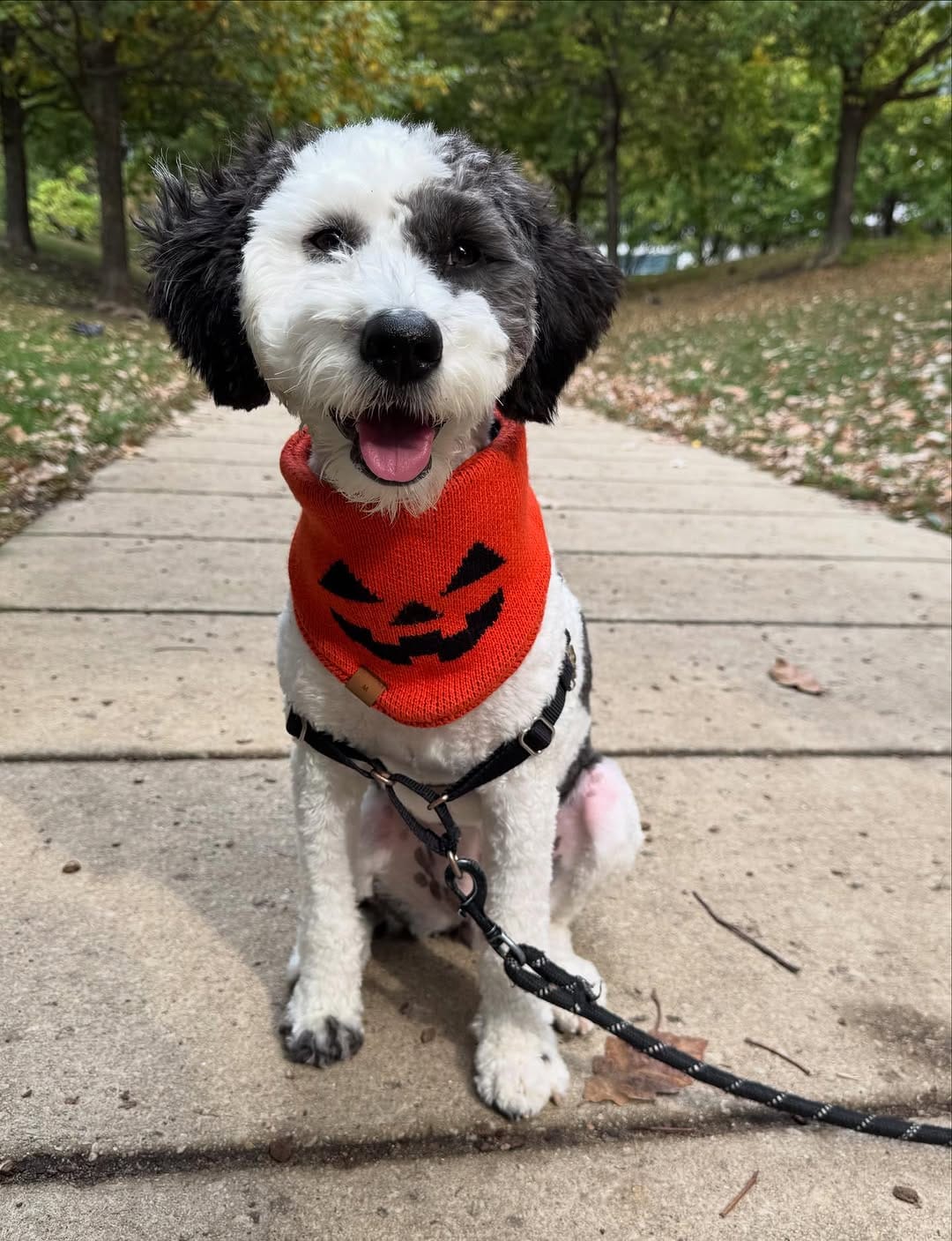 Post 8 by Mabel | Mini Sheepadoodle on Instagram (image)