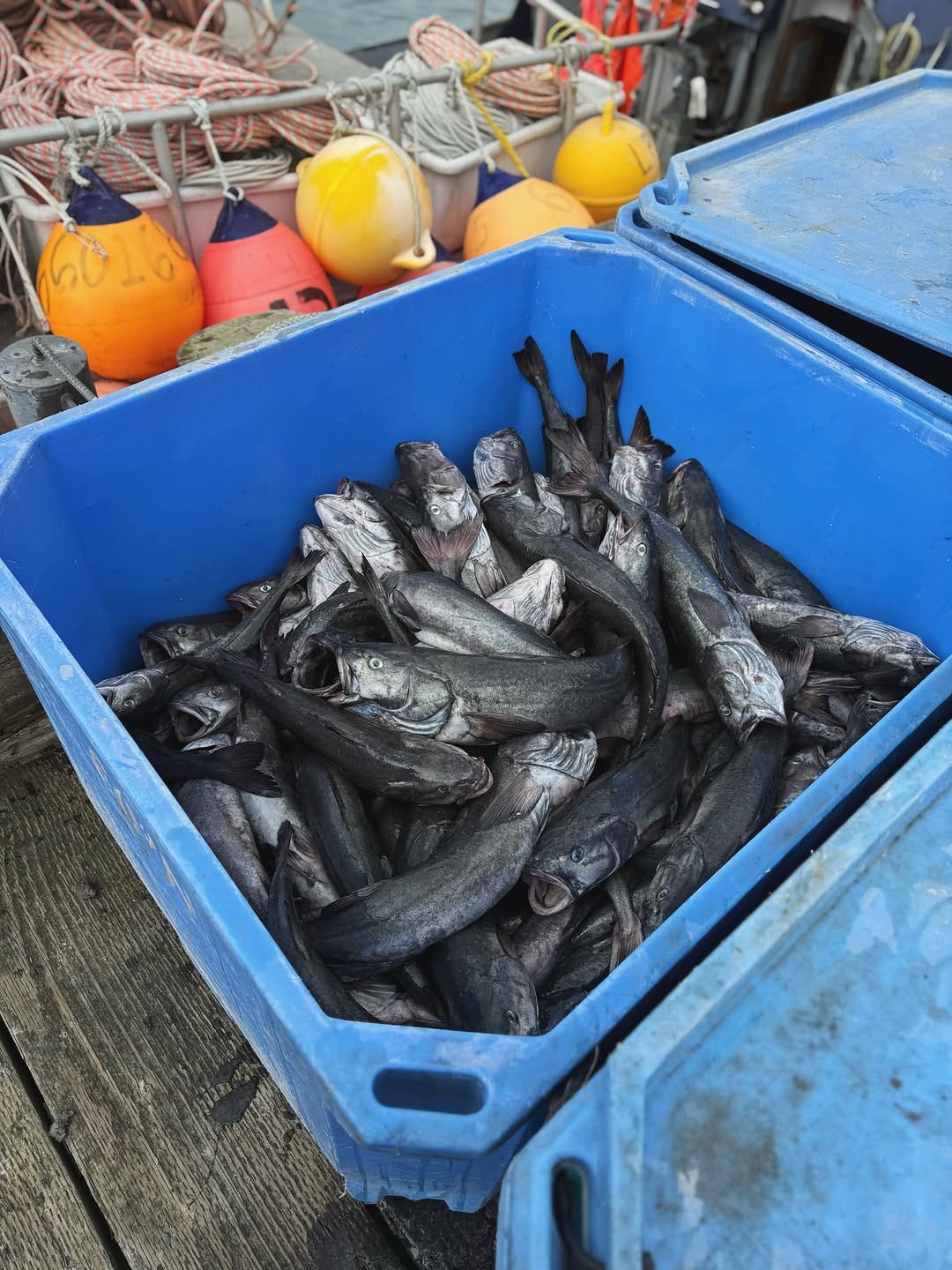 Post 4 by Drifters Fish on Instagram (carousel)