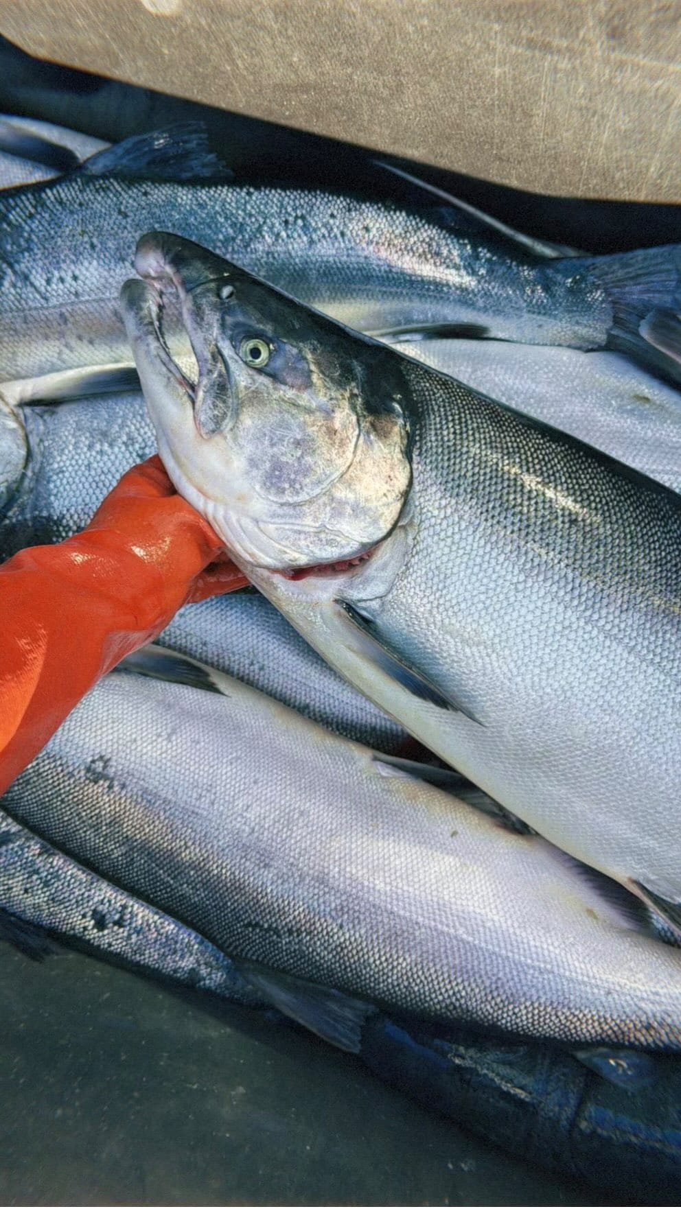 Post 9 by Drifters Fish on Instagram (video)