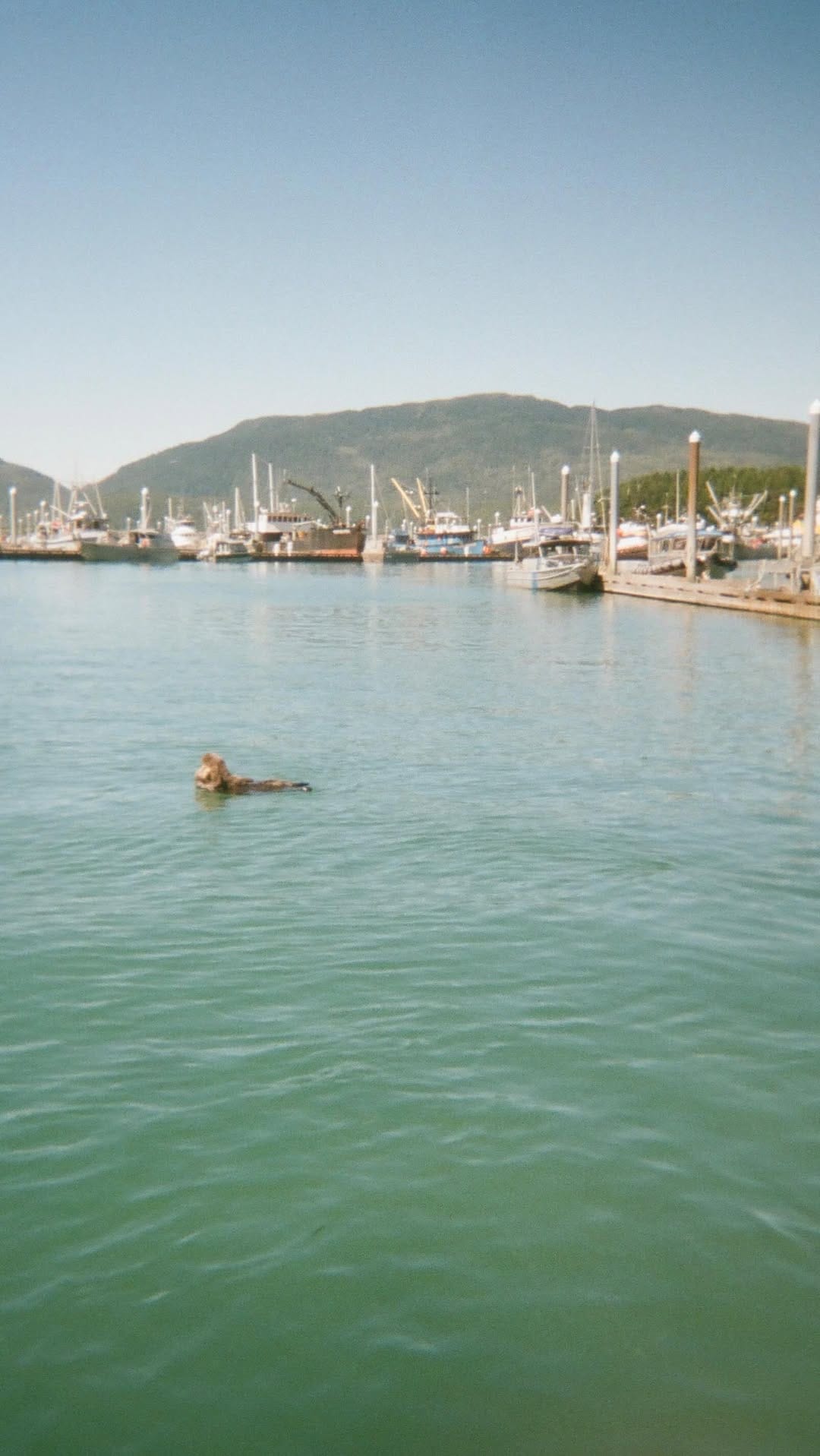 Post 7 by Drifters Fish on Instagram (video)