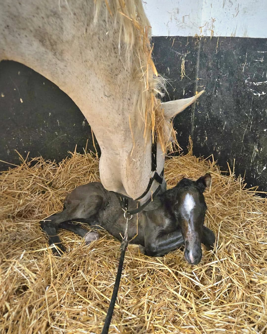 Post 1 by TENDERCAPITAL STABLES on Instagram (carousel)