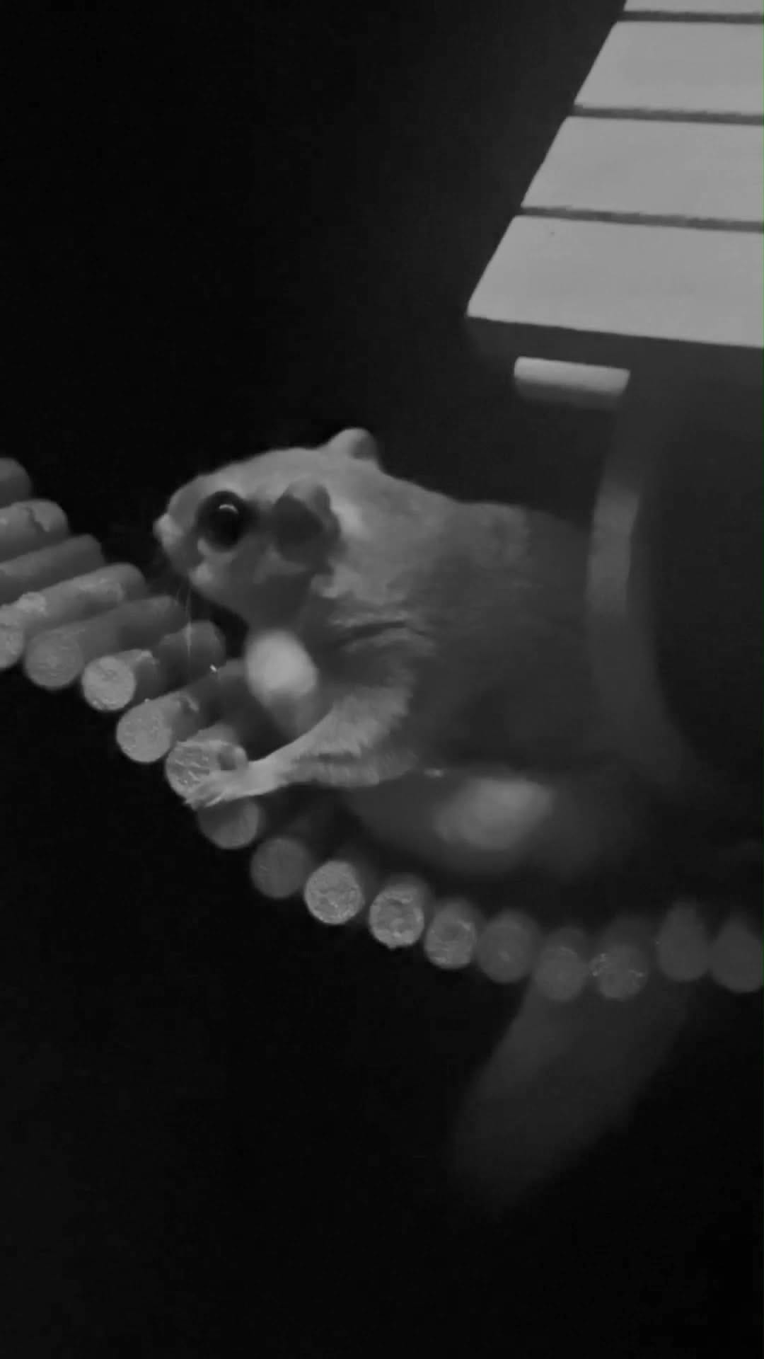 Post 4 by Maine Wildlife Park on Instagram (video)