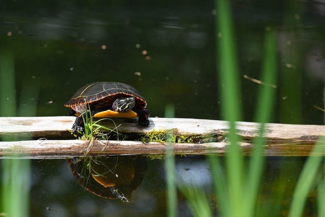 Post 1 by Maine Wildlife Park on Instagram (image)