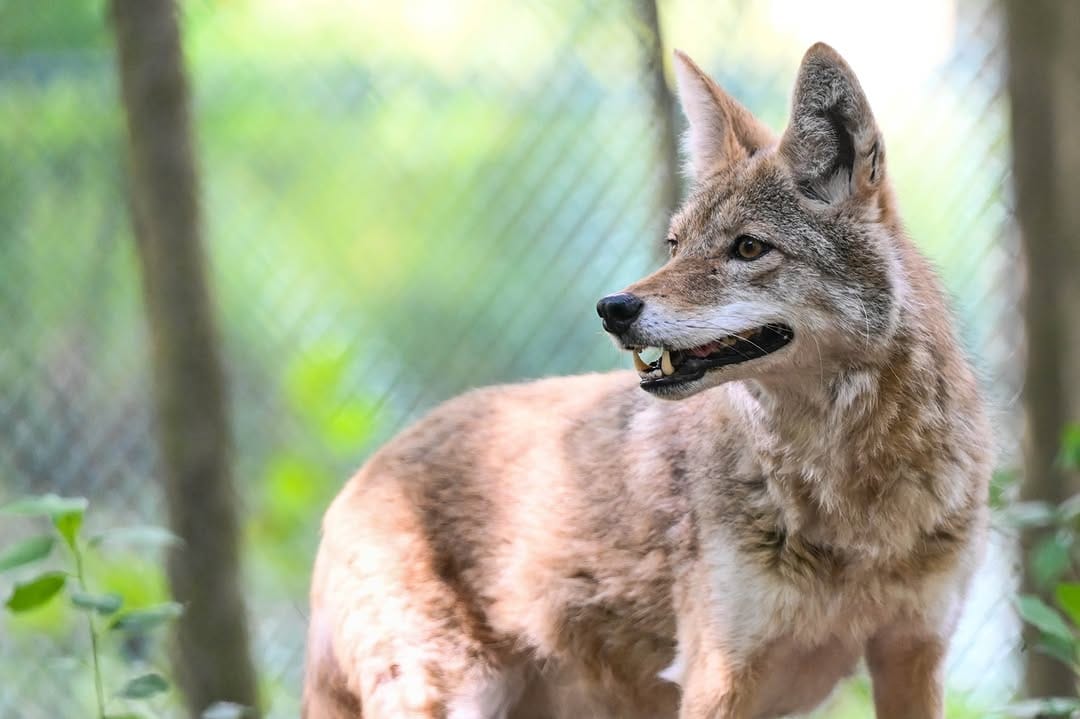 Post 8 by Maine Wildlife Park on Instagram (image)