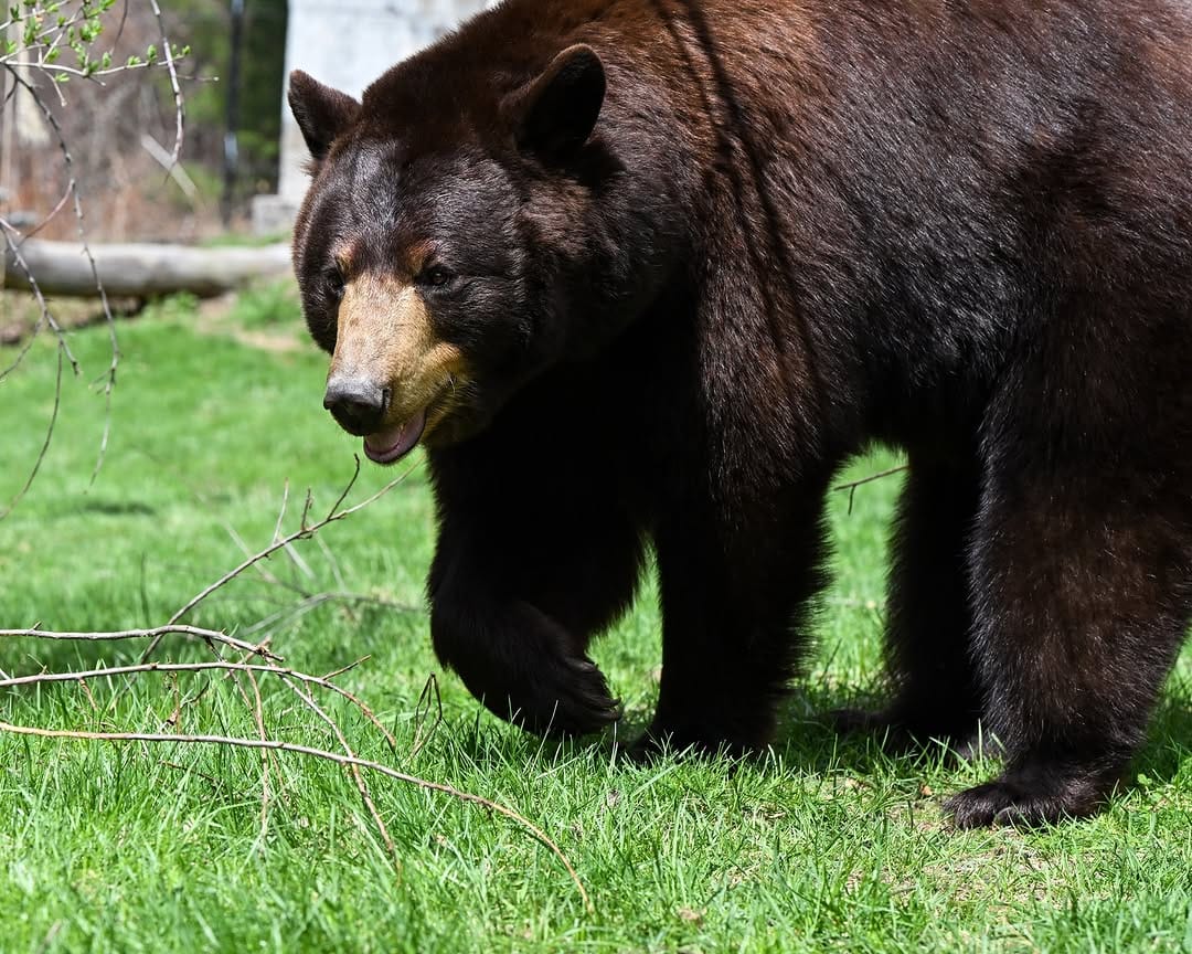 Post 6 by Maine Wildlife Park on Instagram (image)