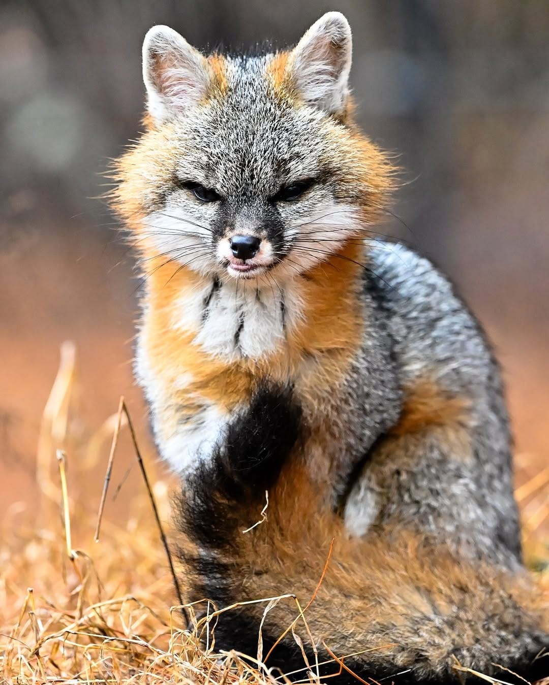 Post 5 by Maine Wildlife Park on Instagram (image)