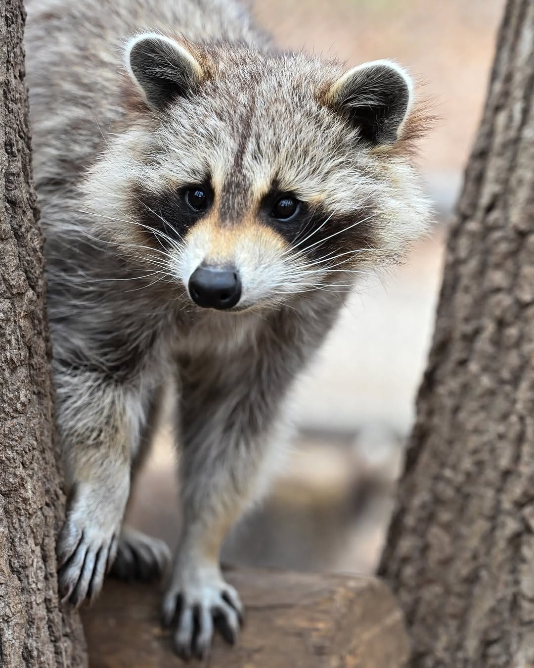 Post 3 by Maine Wildlife Park on Instagram (image)