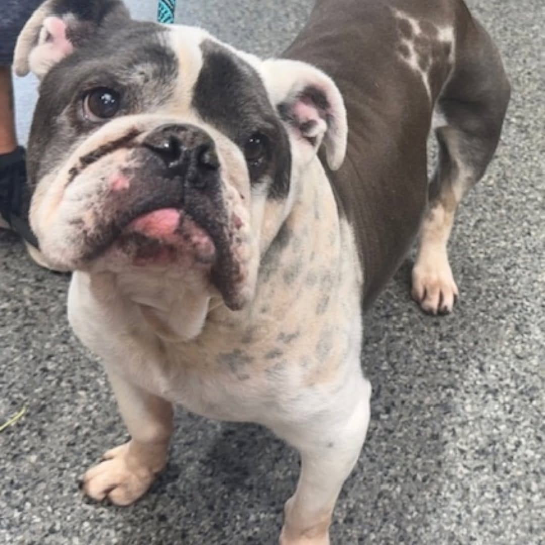 Post 6 by Lone Star Bulldog Club Rescue on Instagram (carousel)
